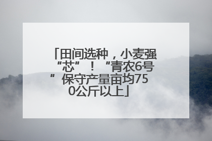 田间选种，小麦强“芯”！“青农6号”保守产量亩均750公斤以上