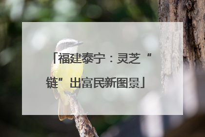 福建泰宁：灵芝“链”出富民新图景