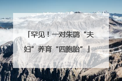 罕见！一对朱鹮“夫妇”养育“四胞胎”