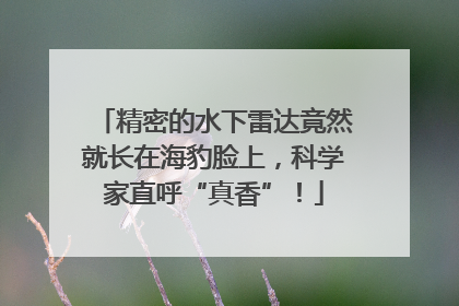 精密的水下雷达竟然就长在海豹脸上，科学家直呼“真香”！