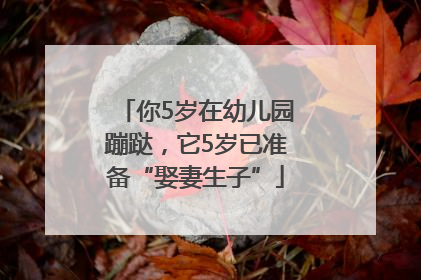 你5岁在幼儿园蹦跶，它5岁已准备“娶妻生子”