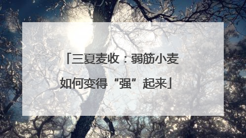 三夏麦收：弱筋小麦如何变得“强”起来