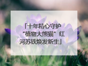 十年精心守护 “植物大熊猫”红河苏铁焕发新生