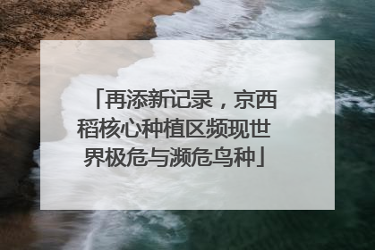 再添新记录，京西稻核心种植区频现世界极危与濒危鸟种