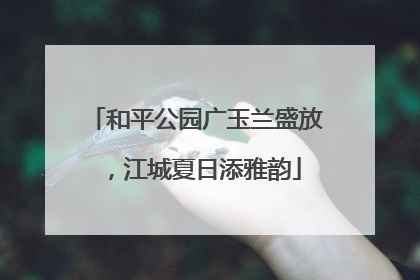 和平公园广玉兰盛放，江城夏日添雅韵