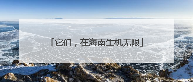 它们，在海南生机无限