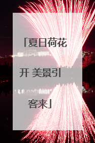 夏日荷花开 美景引客来