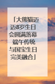 大熊猫迈迈8岁生日会圆满落幕 端午传统与国宝生日完美融合