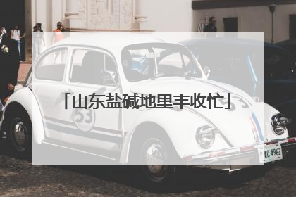 山东盐碱地里丰收忙