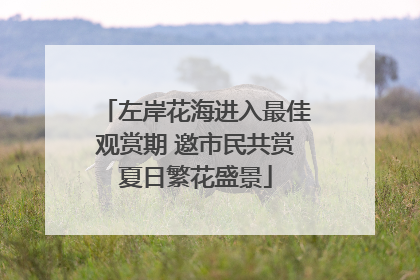 左岸花海进入最佳观赏期 邀市民共赏夏日繁花盛景