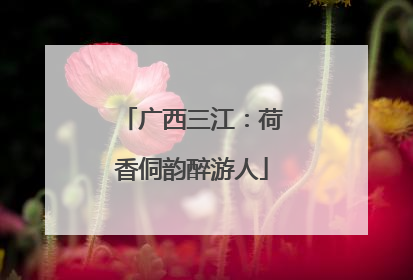 广西三江：荷香侗韵醉游人
