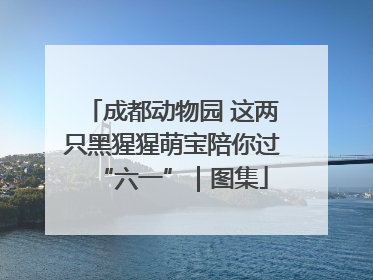 成都动物园 这两只黑猩猩萌宝陪你过“六一”｜图集