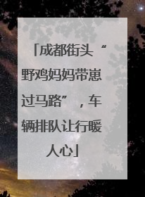 成都街头“野鸡妈妈带崽过马路”，车辆排队让行暖人心