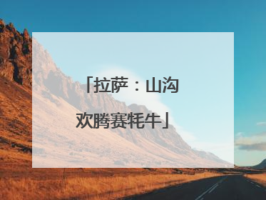 拉萨：山沟欢腾赛牦牛
