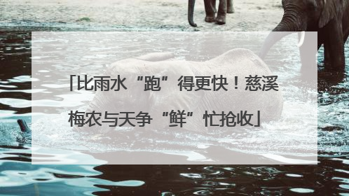 比雨水“跑”得更快！慈溪梅农与天争“鲜”忙抢收