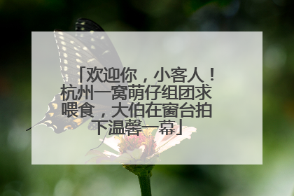 欢迎你，小客人！杭州一窝萌仔组团求喂食，大伯在窗台拍下温馨一幕