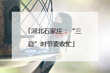 河北石家庄：“三夏”时节麦收忙