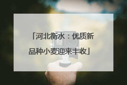 河北衡水：优质新品种小麦迎来丰收