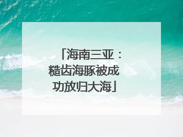 海南三亚：糙齿海豚被成功放归大海