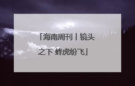 海南周刊丨镜头之下 蜂虎纷飞