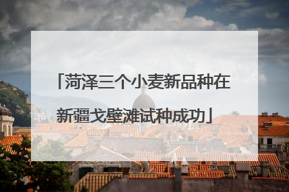 菏泽三个小麦新品种在新疆戈壁滩试种成功