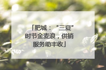 肥城：“三夏”时节金麦浪，供销服务助丰收