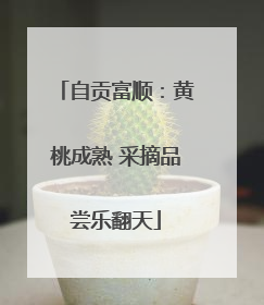 自贡富顺：黄桃成熟 采摘品尝乐翻天