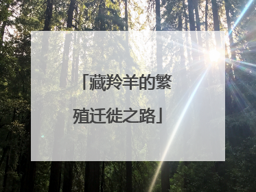 藏羚羊的繁殖迁徙之路