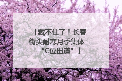 藏不住了！长春街头耐寒月季集体“C位出道”