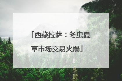 西藏拉萨：冬虫夏草市场交易火爆