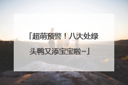 超萌预警！八大处绿头鸭又添宝宝啦~