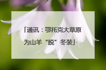 通讯：鄂托克大草原为山羊“脱”冬装