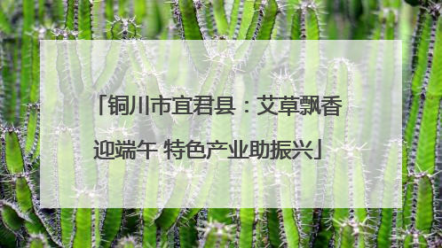 铜川市宜君县：艾草飘香迎端午 特色产业助振兴