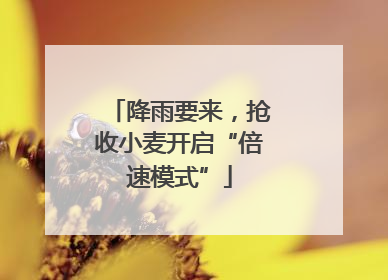 降雨要来，抢收小麦开启“倍速模式”