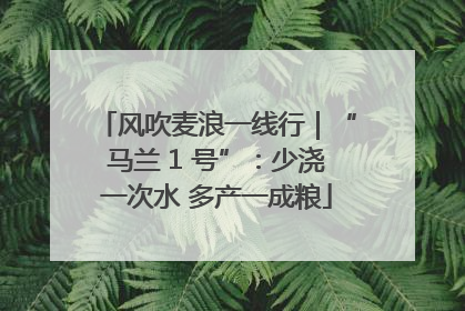 风吹麦浪一线行｜“马兰 1 号”：少浇一次水 多产一成粮