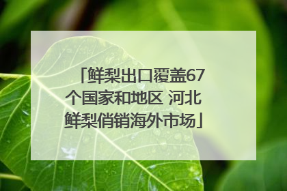 鲜梨出口覆盖67个国家和地区 河北鲜梨俏销海外市场