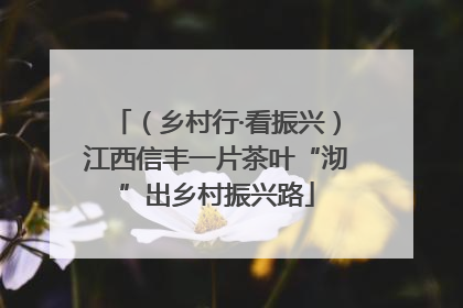 （乡村行·看振兴）江西信丰一片茶叶“沏”出乡村振兴路