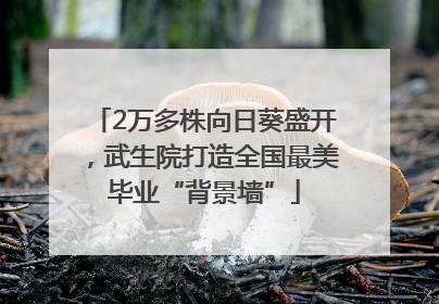 2万多株向日葵盛开，武生院打造全国最美毕业“背景墙”
